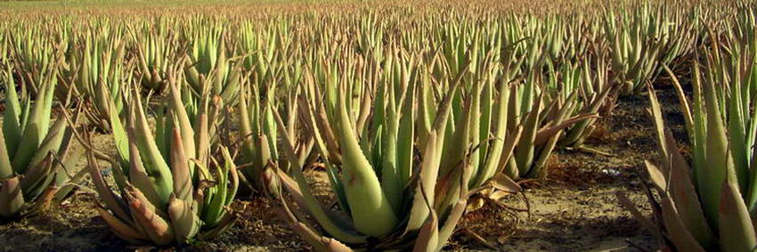 aloes 850